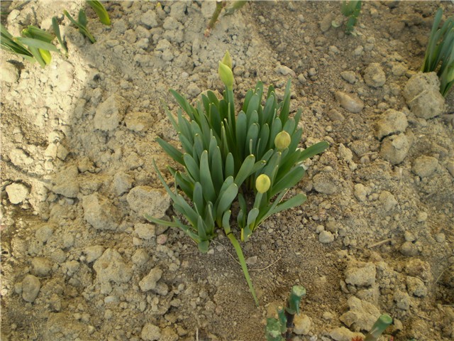 narcisi
